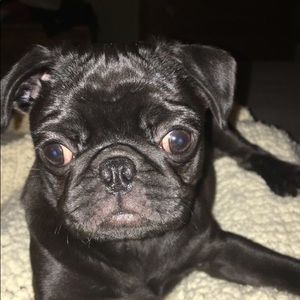 Meet your Posher, Robin